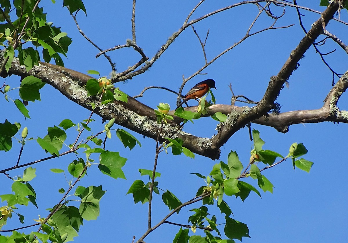 Orchard Oriole - Ray Dunkelberg