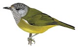 Streak-headed White-eye Illustration