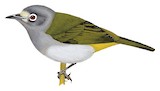 Grey-hooded White-eye Illustration