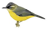 Crested White-eye Illustration