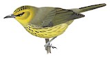 Spot-breasted Heleia Illustration