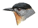 Calabarzon Babbler Illustration