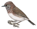 Mindanao Pygmy Babbler Illustration