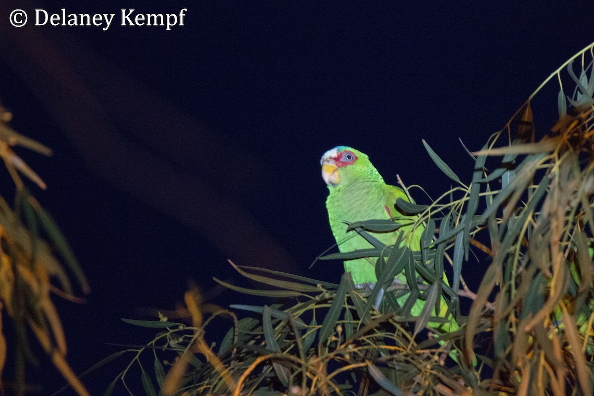 White-fronted Parrot - Delaney Kempf