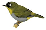 Black-capped White-eye Illustration