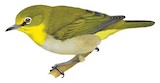 Lowland White-eye Illustration