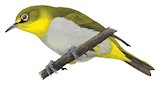 Indian White-eye Illustration