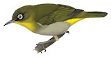 Sri Lanka White-eye Illustration