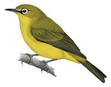 Pale White-eye Illustration