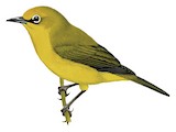 Pemba White-eye Illustration