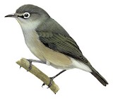 Seychelles White-eye Illustration