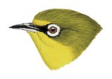 Anjouan White-eye Illustration