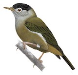 Black-capped Speirops Illustration