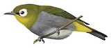 Taita White-eye Illustration