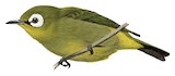 Broad-ringed White-eye Illustration