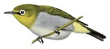 South Pare White-eye Illustration