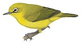 Canary White-eye Illustration