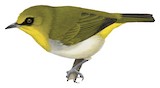 Black-ringed White-eye Illustration