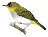 Togian White-eye Illustration