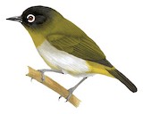 Seram White-eye Illustration