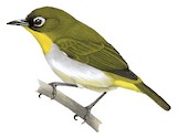 Green-fronted White-eye Illustration