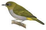 Bougainville White-eye Illustration