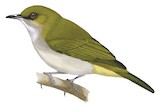 Guadalcanal White-eye Illustration