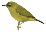 Solomons White-eye Illustration