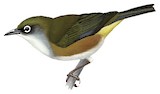 White-chested White-eye Illustration