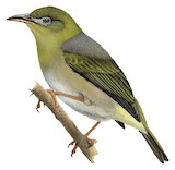 Large Lifou White-eye Illustration