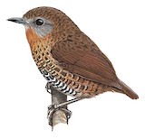 Rufous-throated Wren-Babbler Illustration