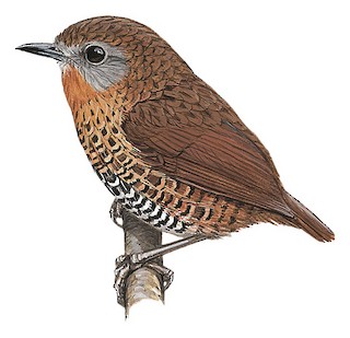 Rufous-throated Wren-Babbler