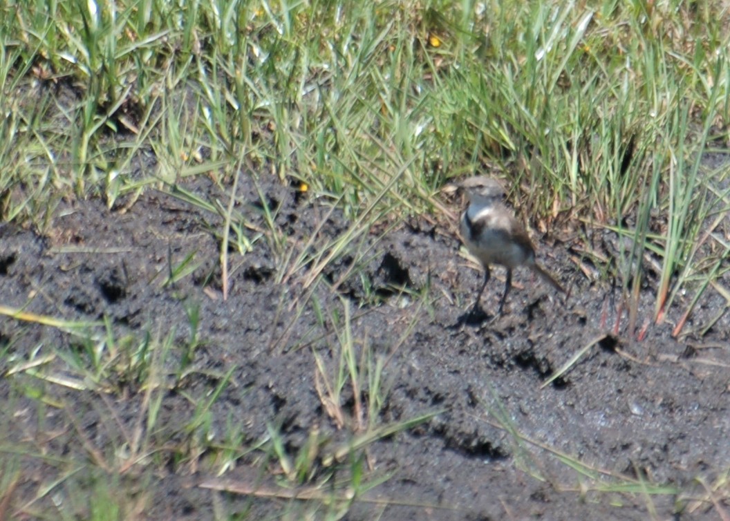 Cape Wagtail - ML153507341