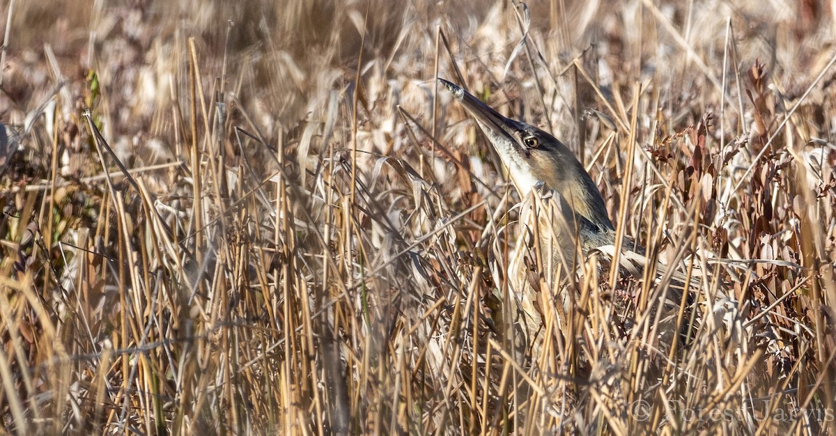 American Bittern - Forest Botial-Jarvis
