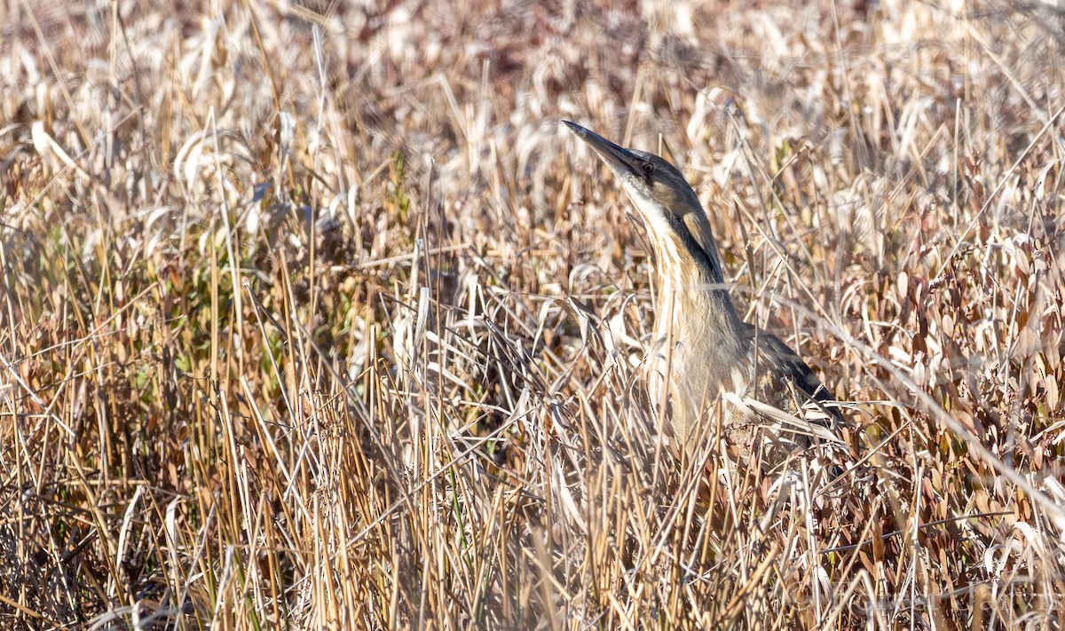 American Bittern - Forest Botial-Jarvis