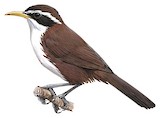 Sri Lanka Scimitar Babbler Illustration