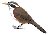 White-browed Scimitar Babbler Illustration