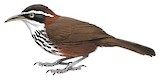 Taiwan Scimitar Babbler Illustration