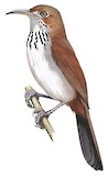 Grey-sided Scimitar Babbler Illustration