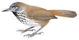 Chestnut-rumped Babbler Illustration