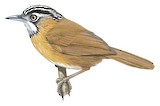 Grey-throated Babbler Illustration