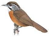 Spot-necked Babbler Illustration