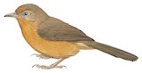 Tawny-bellied Babbler Illustration