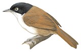 Dark-fronted Babbler Illustration