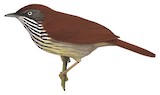 Bold-striped Tit-Babbler Illustration