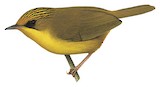 Golden Babbler Illustration