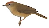 Rufous-fronted Babbler Illustration