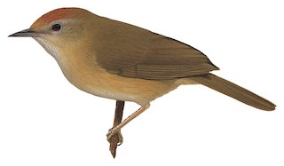 Rufous-fronted Babbler