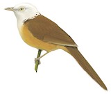 Collared Babbler Illustration