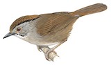 Dusky Fulvetta Illustration